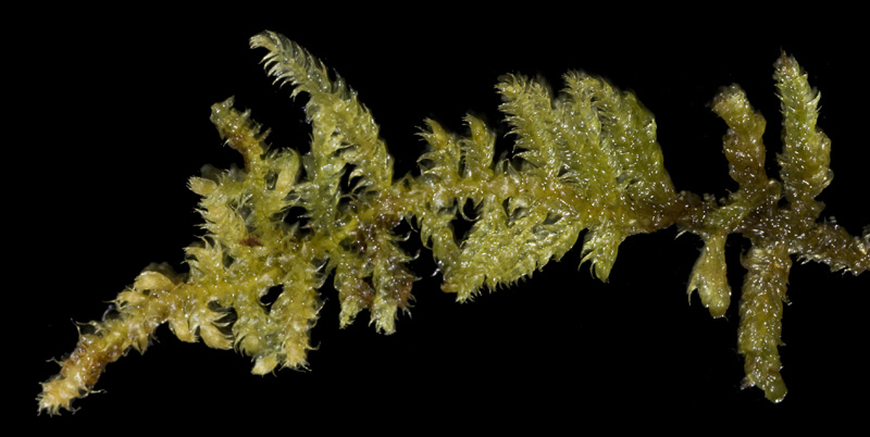 Ctenidium subrectifolium